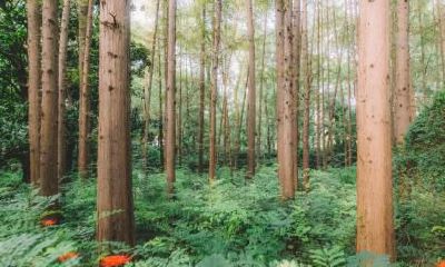 男生长杏眼好不好?代表什么?