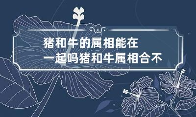 猪和牛的属相能在一起吗 猪和牛属相合不合 在一起好吗