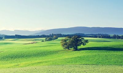 正月初七吃饺子