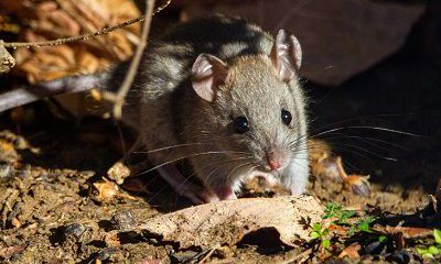 属鼠人幸运色是什么?属鼠的人在2022虎年搬家乔迁好不好?