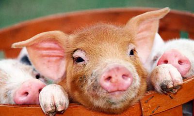 2022年属猪男和属鼠女能不能怀孕生孩子?