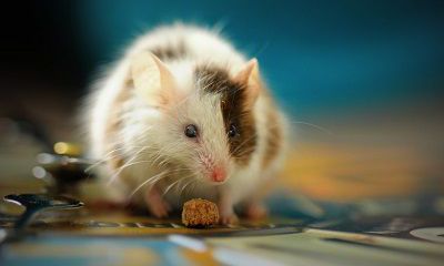 2022年农历四月属鼠人开业黄道吉日