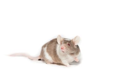 2022年正月属鼠人适合开业开市的黄历好日子