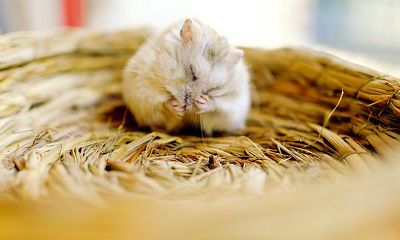 2022虎年农历六月有哪些适合生肖鼠开业的好日子?