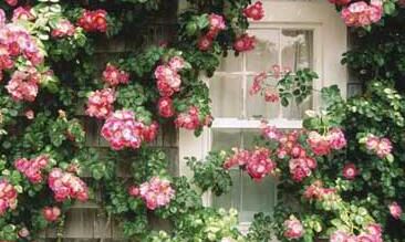 挂在牛角上的水瓶座