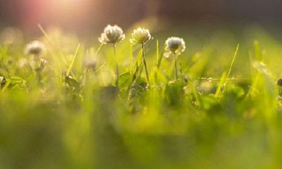 属鼠水瓶座的最佳配偶