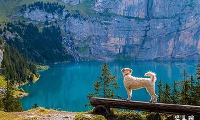 属狗人一生旺哪些人?属狗人是什么生肖的贵人?