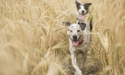 属狗人最大的靠山是什么生肖?是贵人吗?