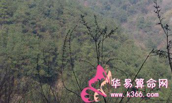 属猴的人倾家荡产想做的事是什么