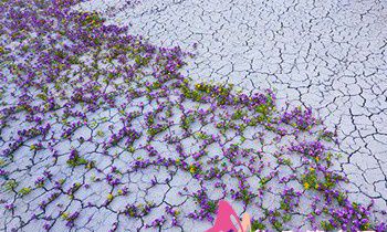 属猴的人属于什么物品