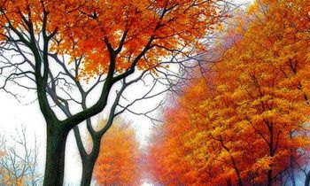 属猴的人有什么魅力