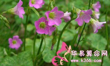 属猴人适合学习的第二外语是什么