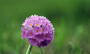 属猴人最想实现的三个愿望是什么