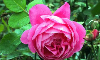 属猴人离家出走的原因