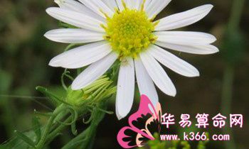 属猴的爱情底线是什么