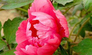 属猴人十一长假的运势是怎样的