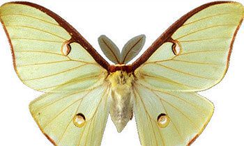 属猴最让人反感的特点是什么