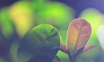 属猴的个人担当指数是怎样的