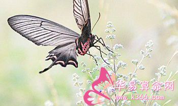 属猴人如何摆脱失恋阴影