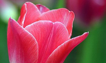 属猴的性格特点有哪些