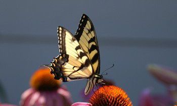 属猴最无法释怀的事是什么