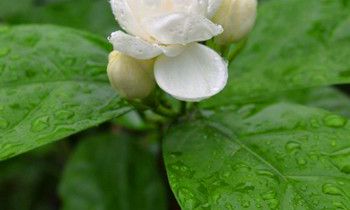 属猴的隐藏性格是什么