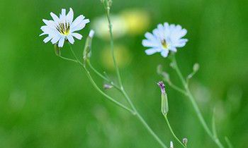 属猴面对爱情时的态度与个性是如何的