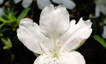 属猴的双重性格特征是什么