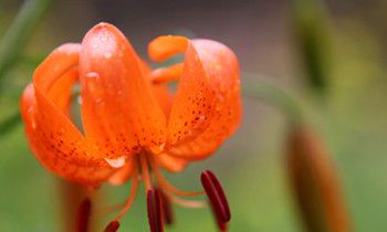 属猴人容易陷入哪种爱情漩涡