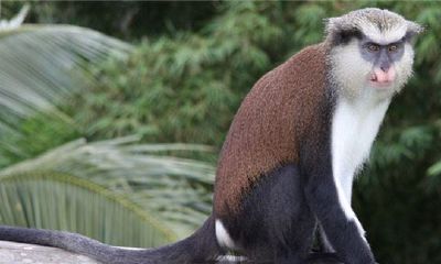 猴年犯太岁怎么办?