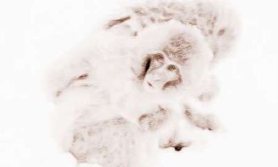 猴年出生的人是否可以在2018年中保持感情稳定?