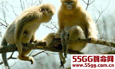 申猴如何在2018年中确保工作的稳定?