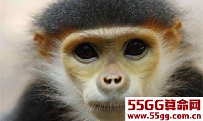 生肖猴在2018年的运势好在何处?为什么?