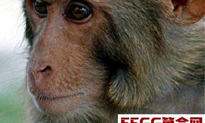 1980年出生的属猴人在2018年财运好不好