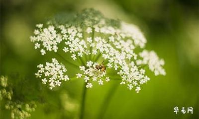 天上之龙是什么意思,76年属龙人47岁后十年大运