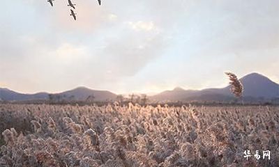 属牛未来5年运势走向_运气不好怎么转运属牛