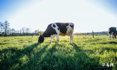 属牛未来10年运势走向_属牛2023~2032年运程分析