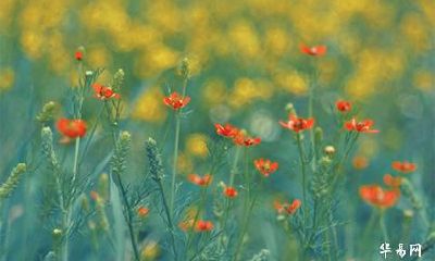 已婚属牛人今年会出轨吗_属牛2023年有哪些吉星凶星