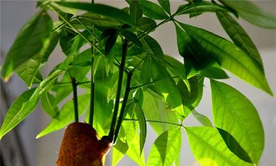 属龙女生本命年送什么