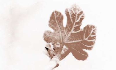 属龙人的择偶观