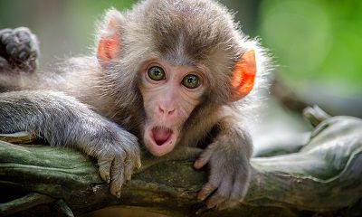 2022年农历六月生肖猴开业开张选择哪天好?