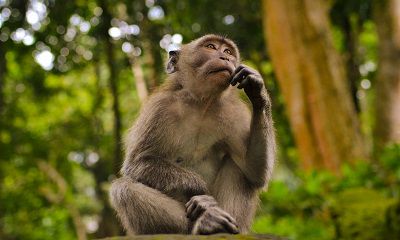 2022壬寅年农历八月生肖猴开张开业黄道吉日一览!