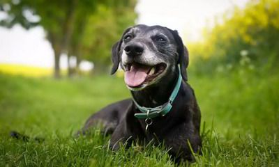 属狗的今年适合换工作吗2022?适合做什么行业?