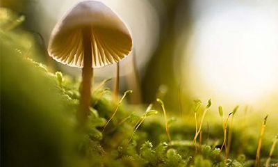 属牛人2022年每月运势如何,上半年好还是下半年好?