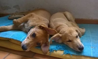 鸡宝宝起名取名不能用的字