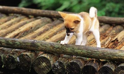 鸡宝宝三月起名取名大全