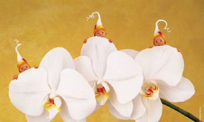 鸡年2月宝宝起名取名大全