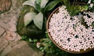 姓闻人可爱的女孩名字大全