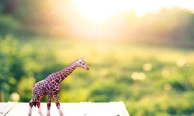 姓支女孩可爱的名字大全