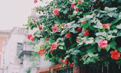 姓茅可爱的女孩名字大全